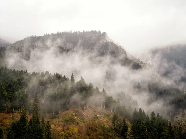 Berg mit Bäumen im Nebel Stockbild