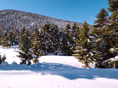 KALAVRITA Kayak Merkezi ağaçları ile güneşli bir günde yamaçlarında.