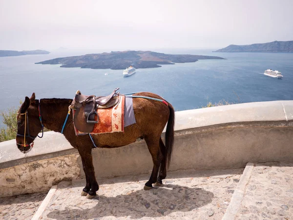 Los burros en Isla de Santorini — Foto de Stock