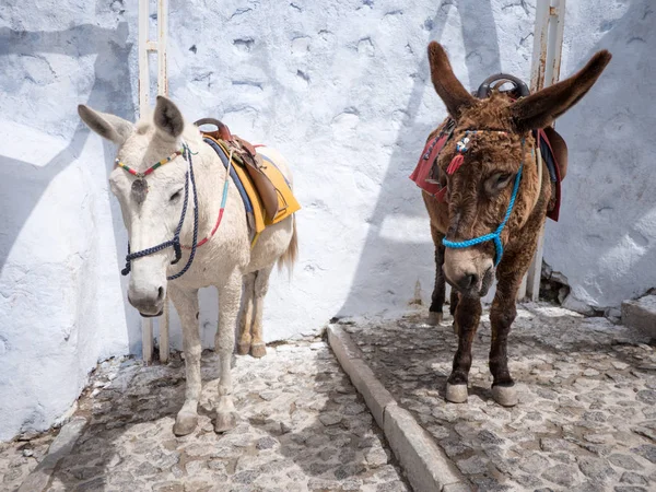 The donkeys in Santorini island — Stock Photo, Image