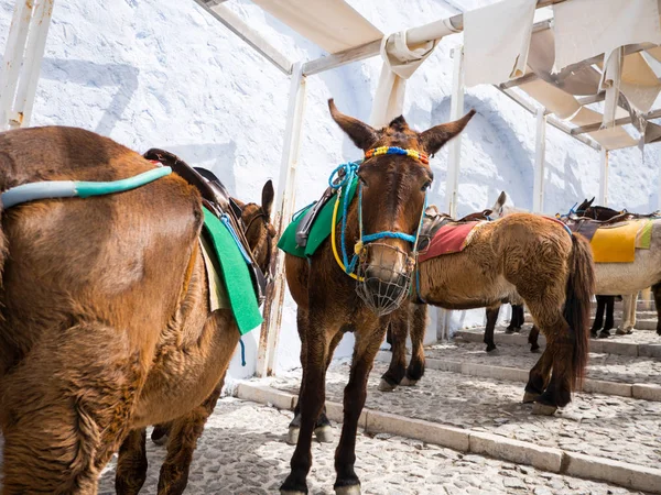 The donkeys in Santorini island — Stock Photo, Image