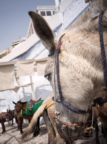 The donkeys in Santorini island — Stock Photo, Image