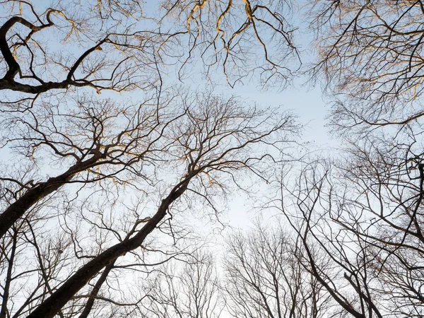 Copaci Mari Într Pădure Frunze Căzute Muntele Helmos — Fotografie, imagine de stoc