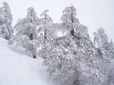 Kayak merkezinde karla kaplı ağaçlar