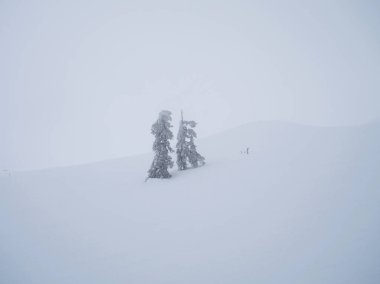 Kayak merkezinde karla kaplı fidan ağacı