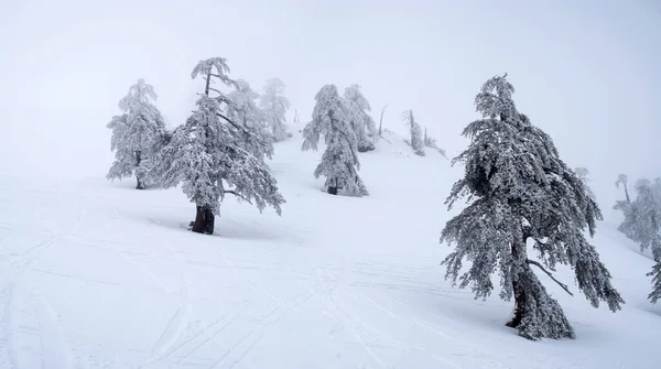 Sapins couverts de neige dans une station de ski — Photo