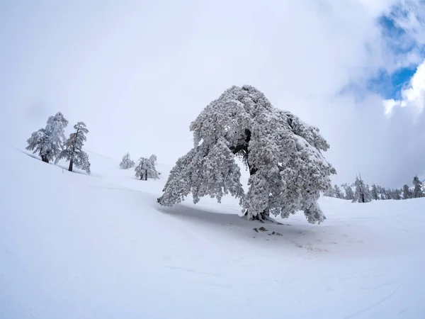 Sapins couverts de neige dans une station de ski — Photo