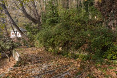 Yunanistan 'ın Pilio kentinde sonbaharda ağaçlarla kaplı bir orman