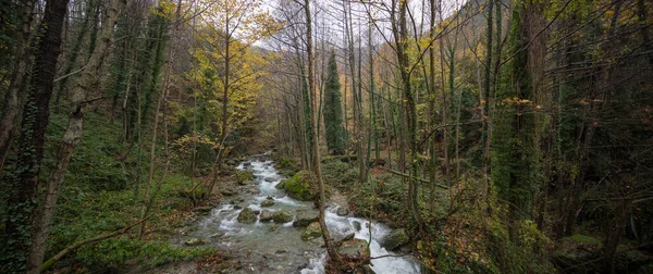 ギリシャのピリオに木と川を渡すと森 — ストック写真