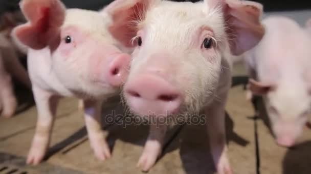 Porcos jovens na fazenda, close-up — Vídeo de Stock