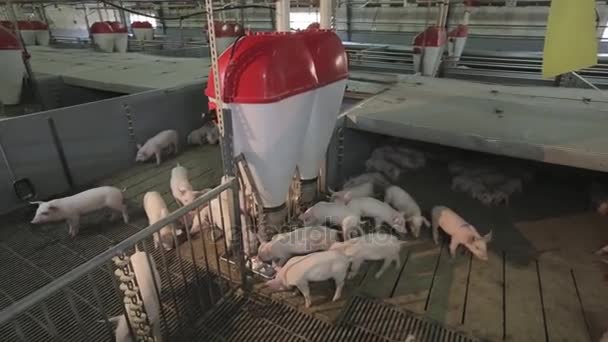 moderne Technologien zur Verfütterung von Schweinen auf dem Hof