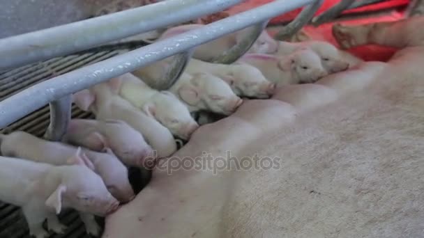 Свиньи сосут молоко на ферме — стоковое видео