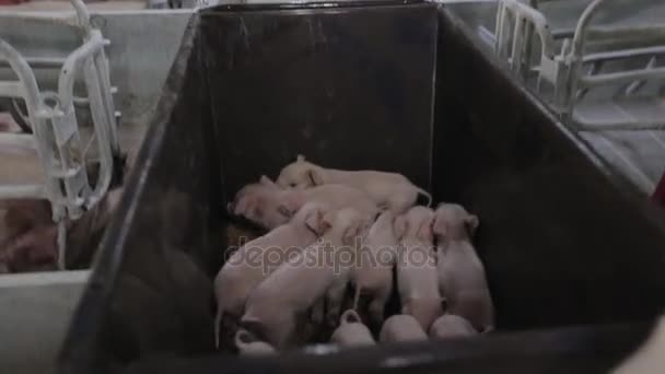 Petits porcs dans une ferme porcine dans la poussette — Video