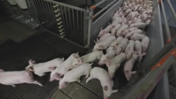 Свиньи управляют фермой, крупным планом — стоковое видео