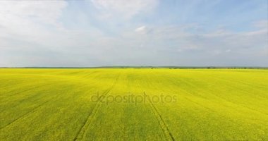 Çiçek açan tecavüz, yakın çekim alanıyla