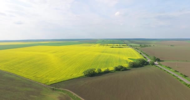 A panorama of a blooming rape field — Stock Video