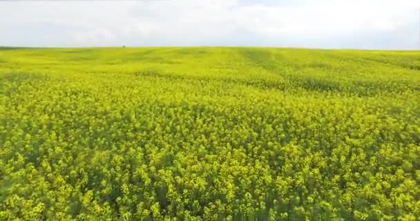 Veld wordt gezaaid met verkrachting, luchtfoto — Stockvideo