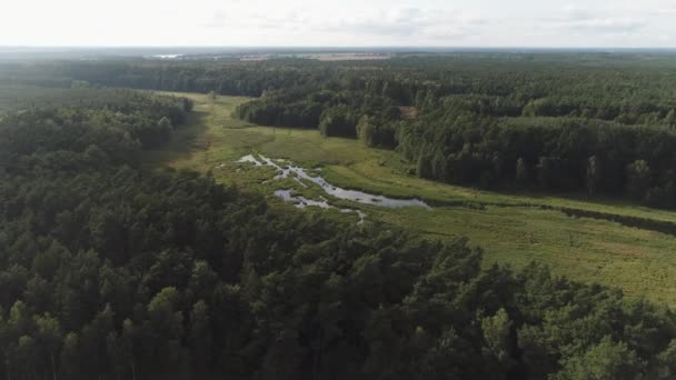 Luftaufnahme von Wald und Sumpf — Stockvideo
