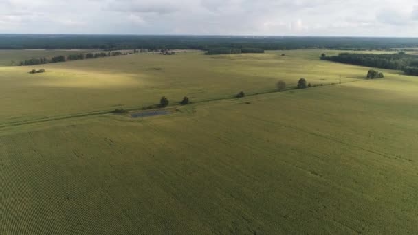 une vue panoramique sur un grand champ de maïs 