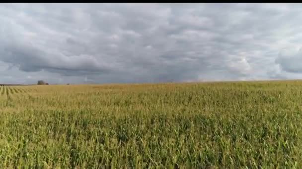 Flug über Maisfeld, Mittelplan — Stockvideo