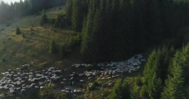 Koyun koyun Panoraması