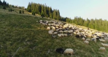 dağ Vadisi koyun koyun