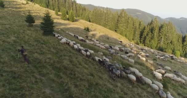 Una oveja ovejas ovejas con un pastor, un plan desde arriba — Vídeos de Stock