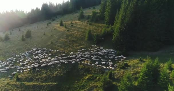 Les rayons du soleil se brisent dans le troupeau de moutons — Video