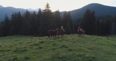 Dağlarda yakalanan atların harika bir çerçeve