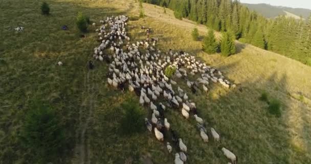 Herder veestapel schapen schapen, bovenaanzicht — Stockvideo