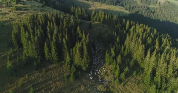 Disparos desde un helicóptero cuádruple de una oveja ovejas — Vídeos de Stock