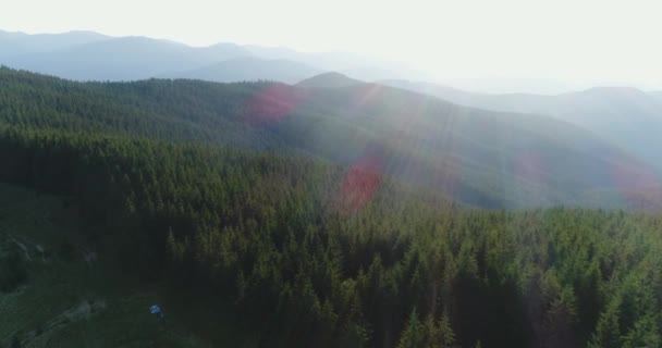 Maravillosos rayos de sol sobre el bosque de pinos — Vídeo de stock