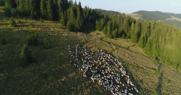 Sheeps ovce podívat z nadhledu — Stock video