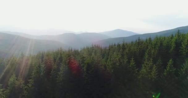 Volar sobre un denso bosque de pinos — Vídeo de stock