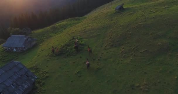 Paarden worden uitgevoerd door de bergen — Stockvideo