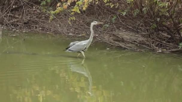 Grå häger Ardea cinerea letar efter byten i sjön — Stockvideo