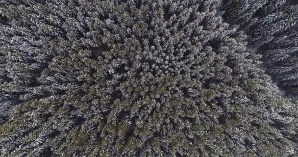 Strzelanie z drona na szczycie pokrytych śniegiem choinek w górach — Wideo stockowe