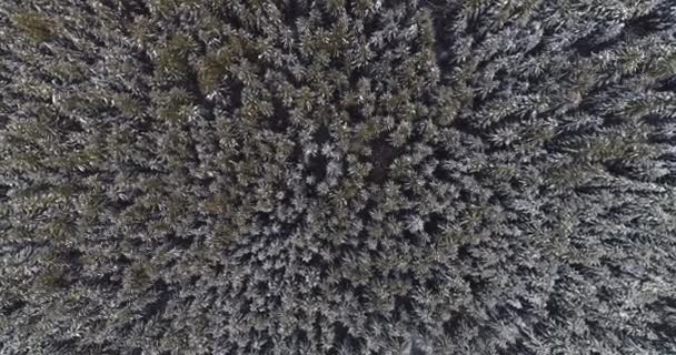 Telecamera strapiombante su una foresta di pini innevati — Video Stock