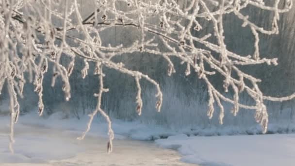 Close-up van een dunne tak van een boom bedekt met sprankelend ijs, verlicht door de zon in een winterbos op een heldere zonnige dag. — Stockvideo