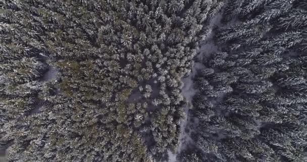 Aerial view of pine forest covered with snow, from a height. winter 2019 — 비디오