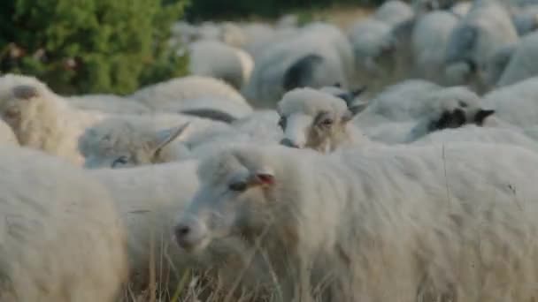 Closeup on a flock of sheep moving in the morning mountains — Stock Video