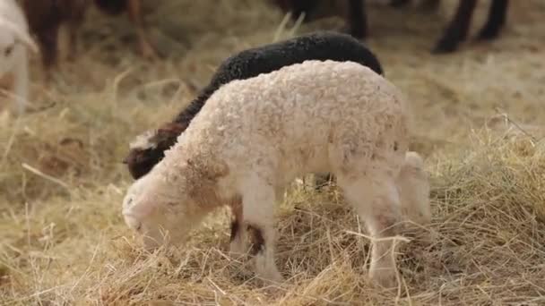 Montaña poco ovejas comer heno — Vídeo de stock