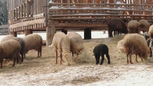 Gregge di pecore che mangiano fieno invernale in azienda — Video Stock