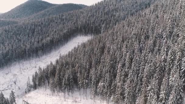 Pentes enneigées de montagnes couvertes de pins — Video