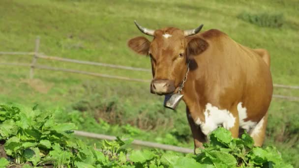 Коричнева корова з білою плямою дивиться на камеру — стокове відео