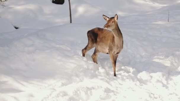 Молодой олень смотрит прямо, зима 2019 — стоковое видео