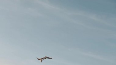 Martı mavi gökyüzüne doğru uçar. Özgürlüğün sembolü. 2019 yazı.