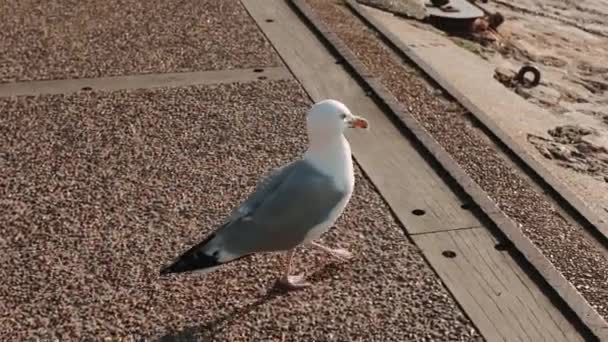 Piękna biała mewa latająca nad plażą z ludźmi. , lato 2019 — Wideo stockowe