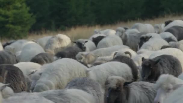 Близько сотні овець переміщують стадо в пасовище — стокове відео