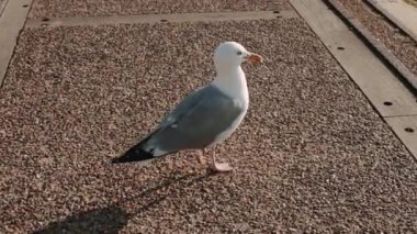 Beautiful white gull slowly goes to the beach and looks around. Close